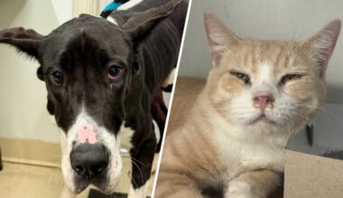 Animals seized from home of well-known Pennsylvania breeder – NBC10 Philadelphia