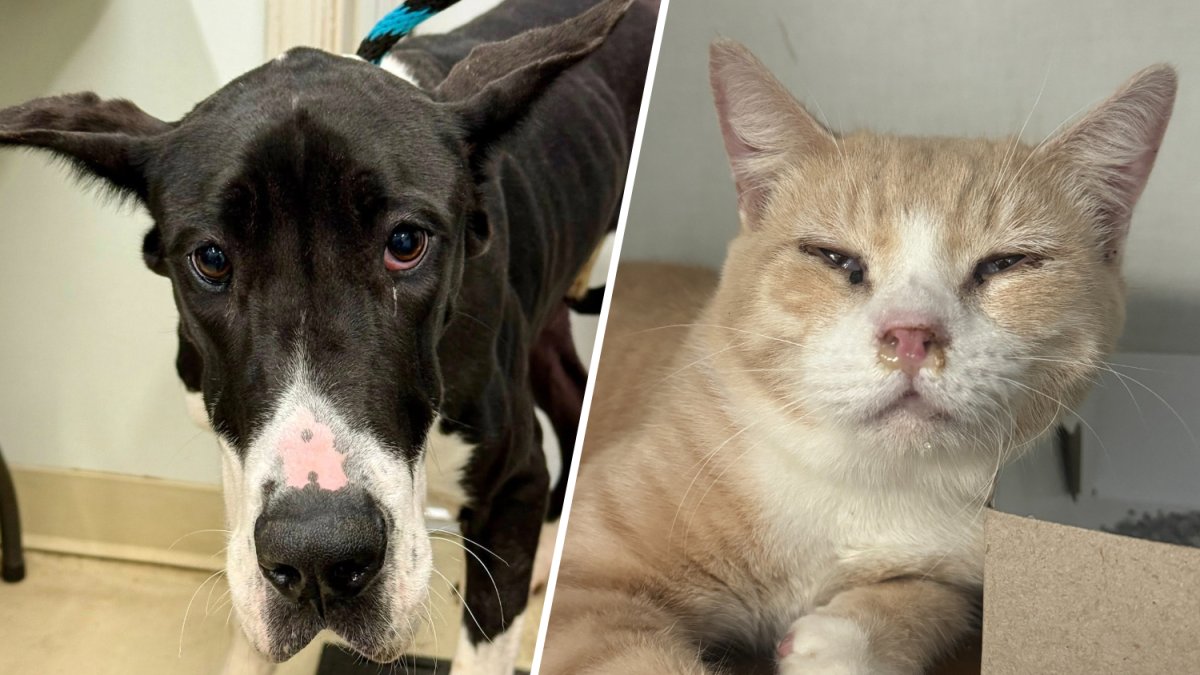 Animals seized from home of well-known Pennsylvania breeder – NBC10 Philadelphia