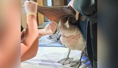 "Wayward" brown pelican rescued from Erie in critical condition