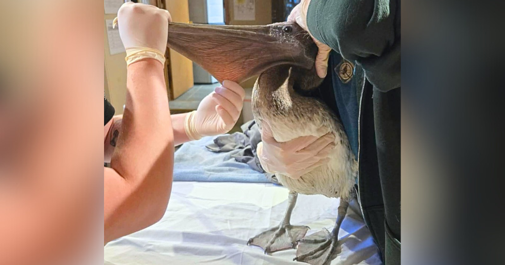 "Wayward" brown pelican rescued from Erie in critical condition