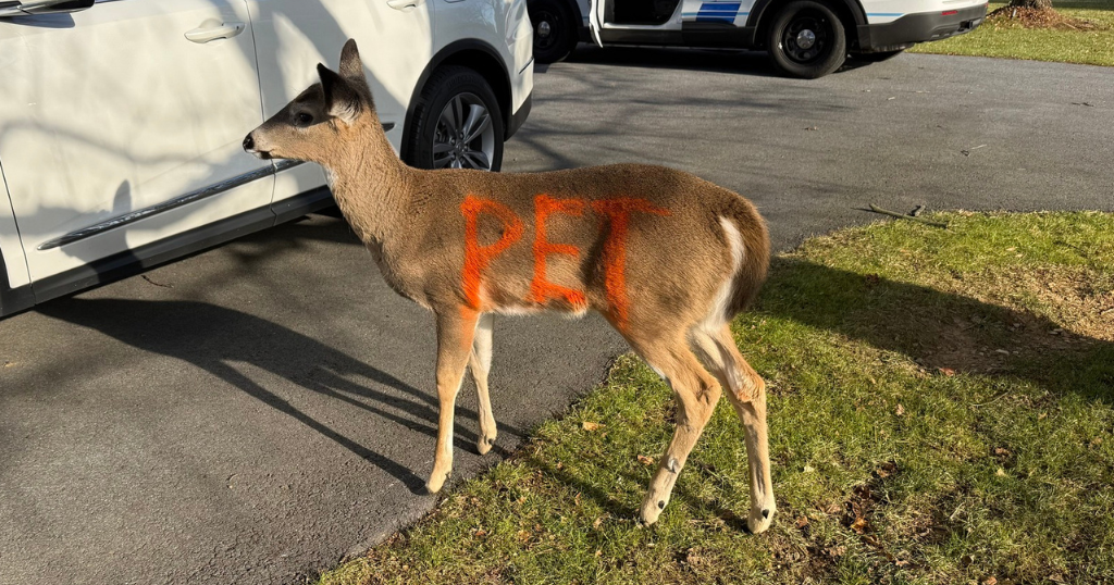 kdka-pet-deer-1.png