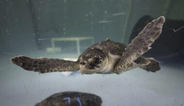 12 rescued sea turtles recovering at Pittsburgh Zoo and Aquarium