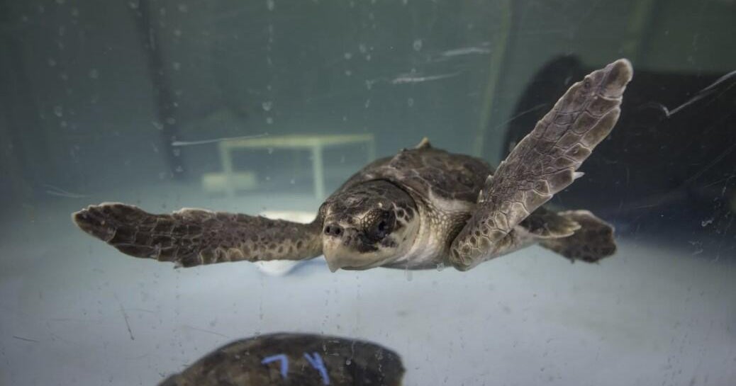 12 rescued sea turtles recovering at Pittsburgh Zoo and Aquarium
