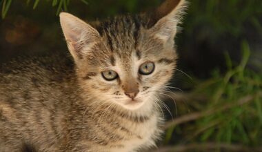 Pennsylvania passes bill recognizing pets as family members in divorce