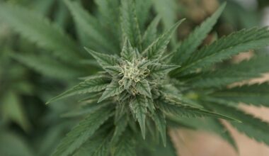 Marijuana Legalization Could Boost Pennsylvania's Revenue, House Speaker Says, If Only Senate Could Find 'The Will To Do It'