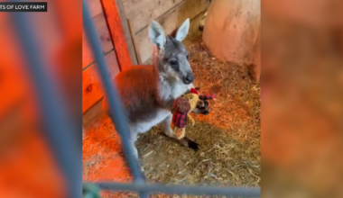 Wayward wallaby escapes from New Jersey animal farm