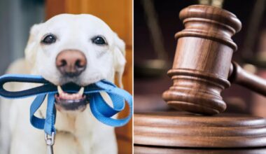 Pets should be regarded as family members in divorce cases, Pennsylvania bill says