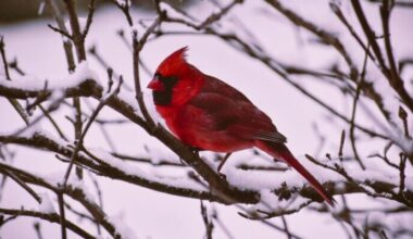 Pennsylvania Backyard Birdwatchers’ Top 10 Revealed in New FeederWatch Count