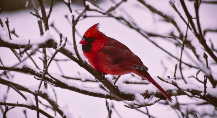 Pennsylvania Backyard Birdwatchers’ Top 10 Revealed in New FeederWatch Count