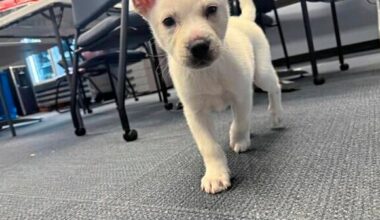 Pittsburgh woman accused of zipping puppy inside a suitcase