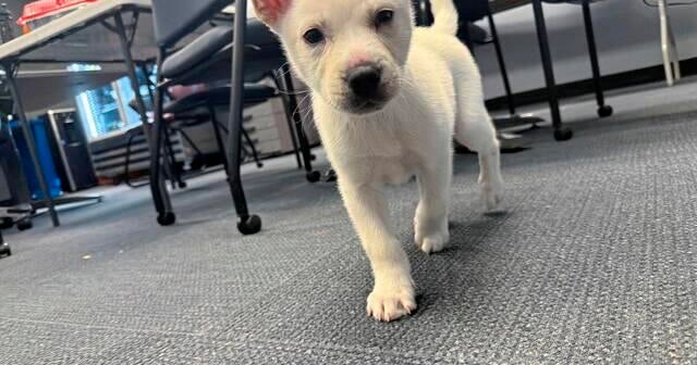 Pittsburgh woman accused of zipping puppy inside a suitcase