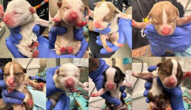 Puppies rescued after being found in bag at South Philly Target – NBC10 Philadelphia