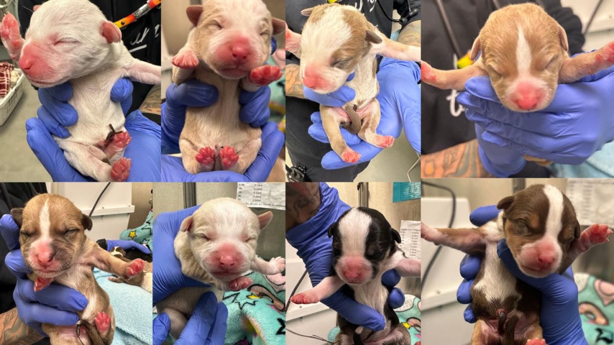 Puppies rescued after being found in bag at South Philly Target – NBC10 Philadelphia