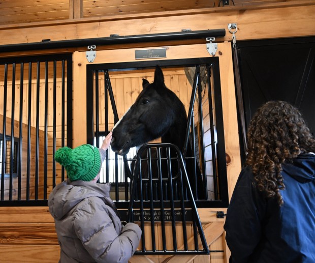 Bethlehem police horse Star gets pats from passersby during the Holiday with the Horses open house Sunday, Dec. 7, 2025, at the Bethlehem mounted police unit's barn. (Amy Shortell/The Morning Call)