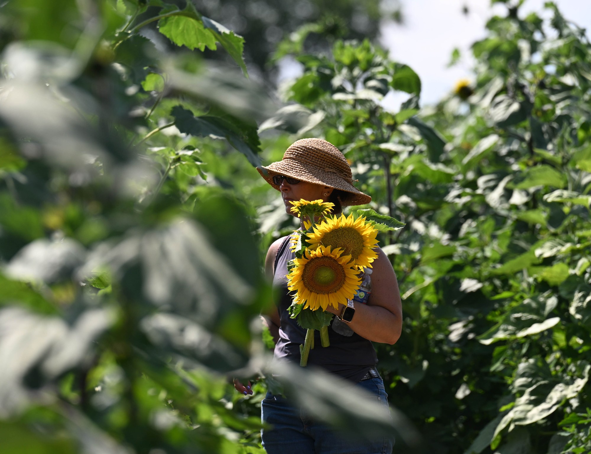 Lisa Cope cuts picked sunflowers Friday, July 25 2025, at Seiple Farms in Allen Township. The farm's sunflower festival began Friday. (Amy Shortell/The Morning Call)