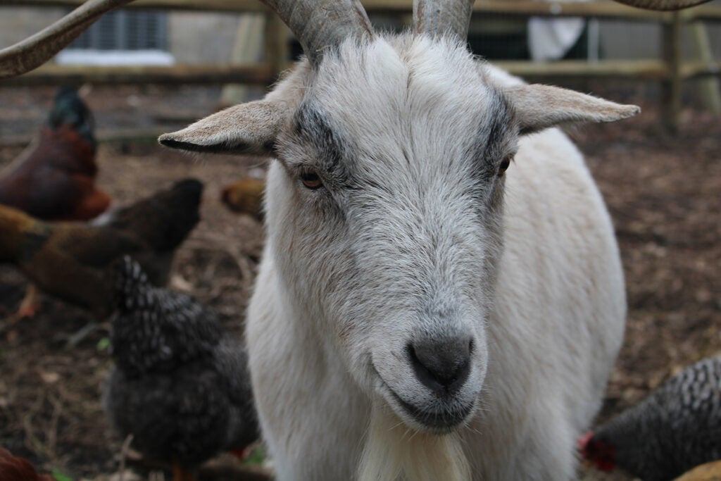 A white goat looks at the camera