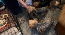 Some of the yorkies found by ACCT Philly on Monday. 