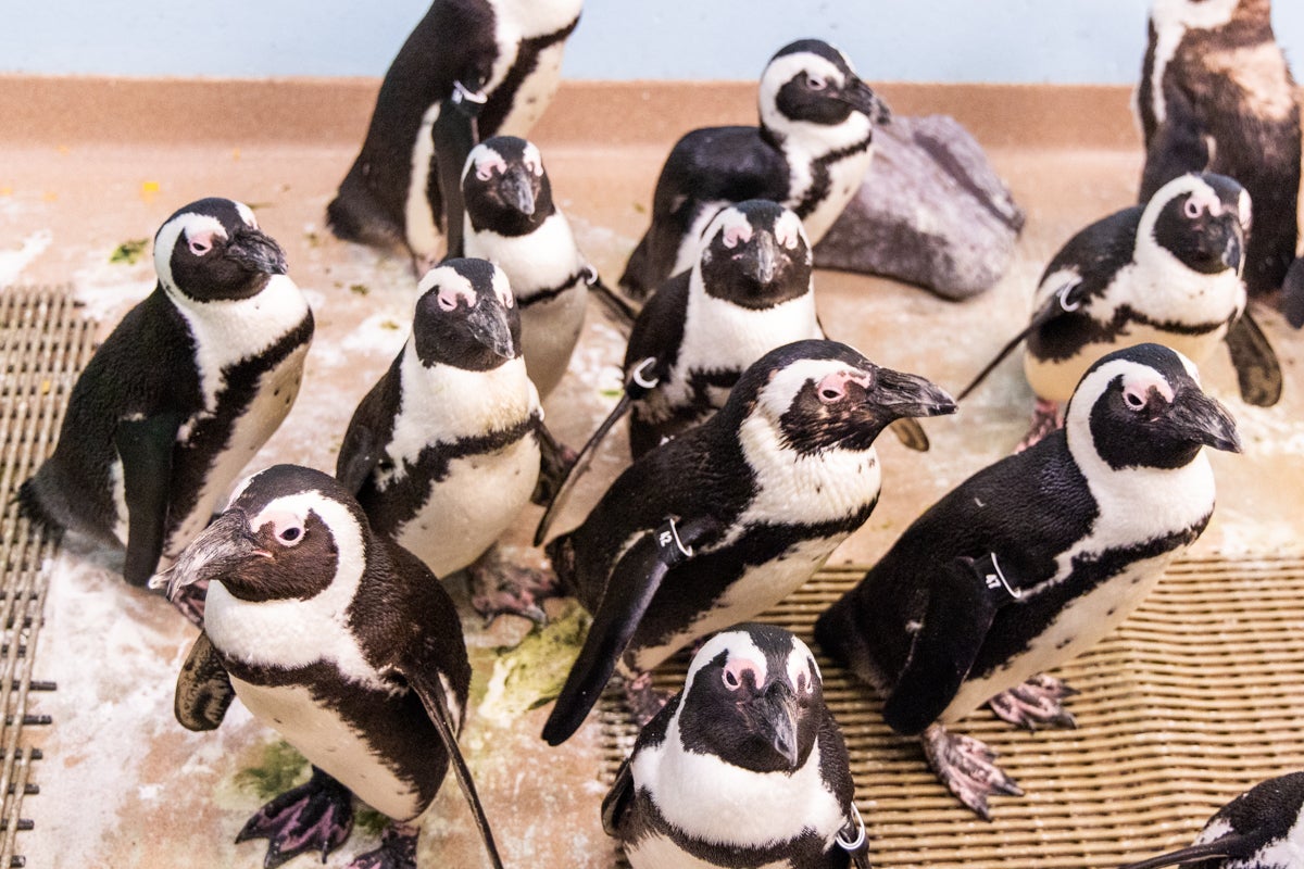 an African penguin colony