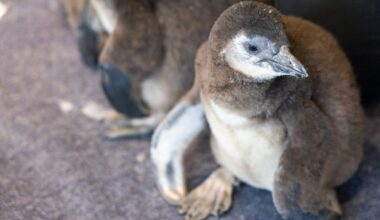 Camden's Adventure Aquarium welcomes new baby African penguin