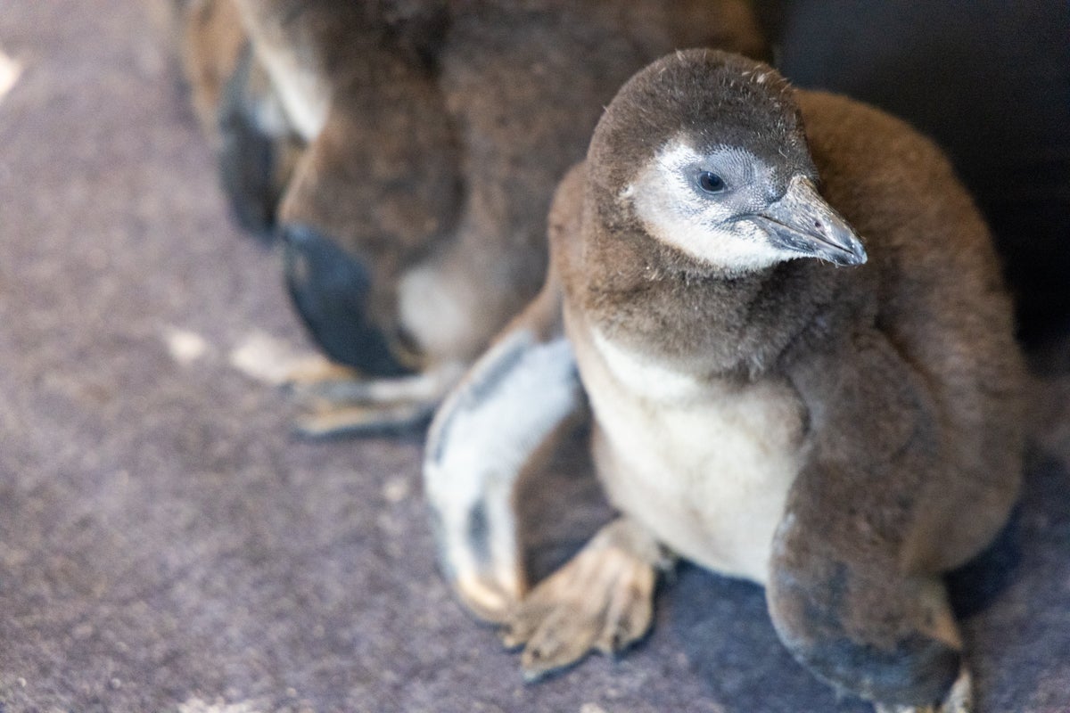 Camden's Adventure Aquarium welcomes new baby African penguin