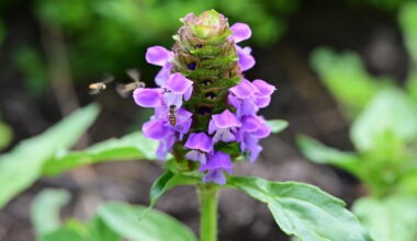 ICE Evicted from Office in Allentown, PA over Non-payment of Rent