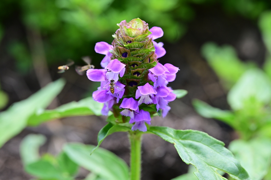 ICE Evicted from Office in Allentown, PA over Non-payment of Rent