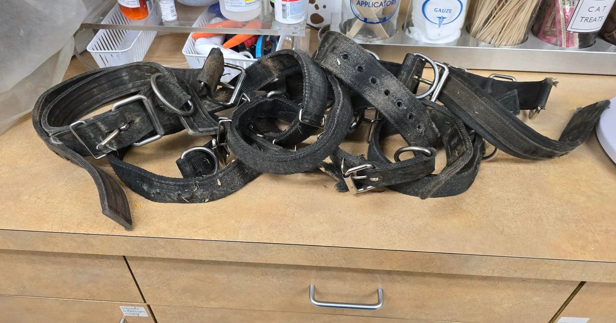 23 dogs chained outside during winter storm in Aliquippa believed to be involved in illegal fighting