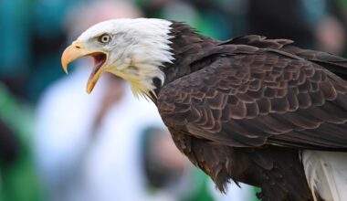 Budweiser Super Bowl commercial stars bald eagle who flies at Lincoln Financial Field