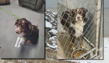 Sheffield Lake firefighter rescues dog from Lake Erie cliff