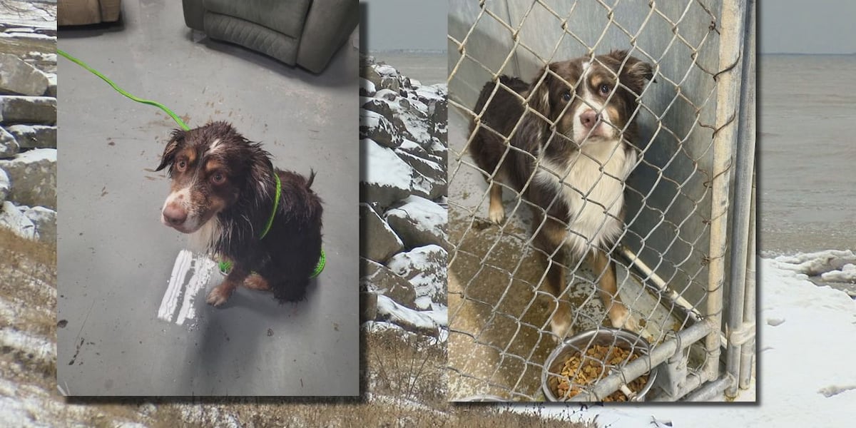 Sheffield Lake firefighter rescues dog from Lake Erie cliff