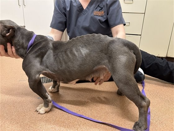 2 arrested after police seize 18 dogs, most emaciated, from Erie home