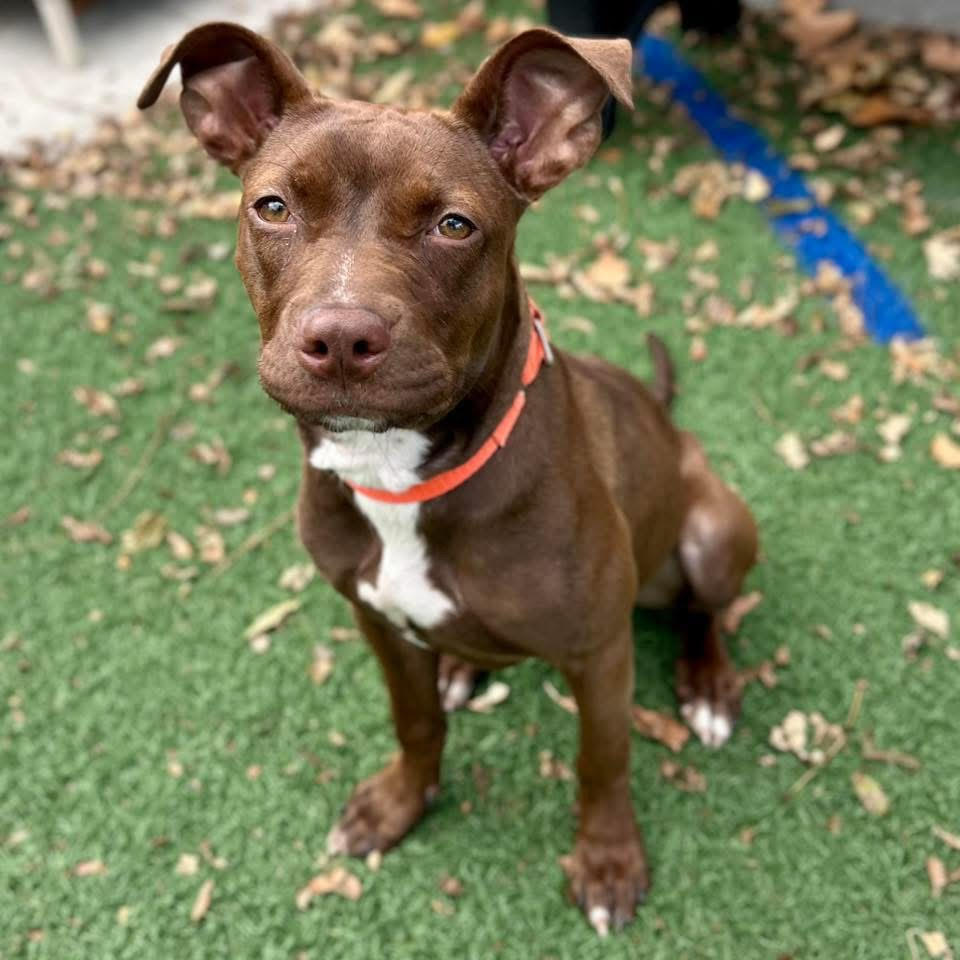 Spotlight on adoptable pets in the Lehigh Valley