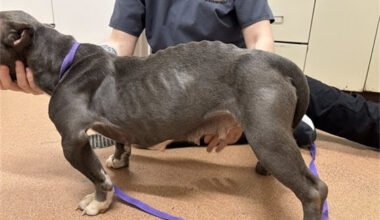 18 Dogs Seized: Two Arrested for Animal Cruelty in Erie