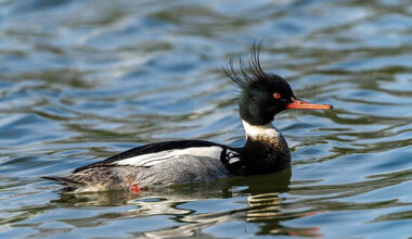 Bird of the Month: Red-breasted Merganser