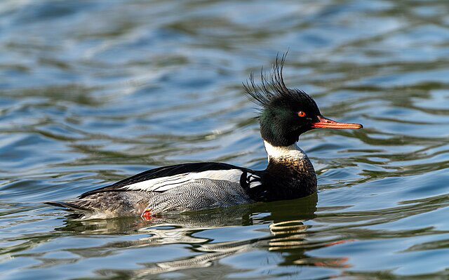 Bird of the Month: Red-breasted Merganser