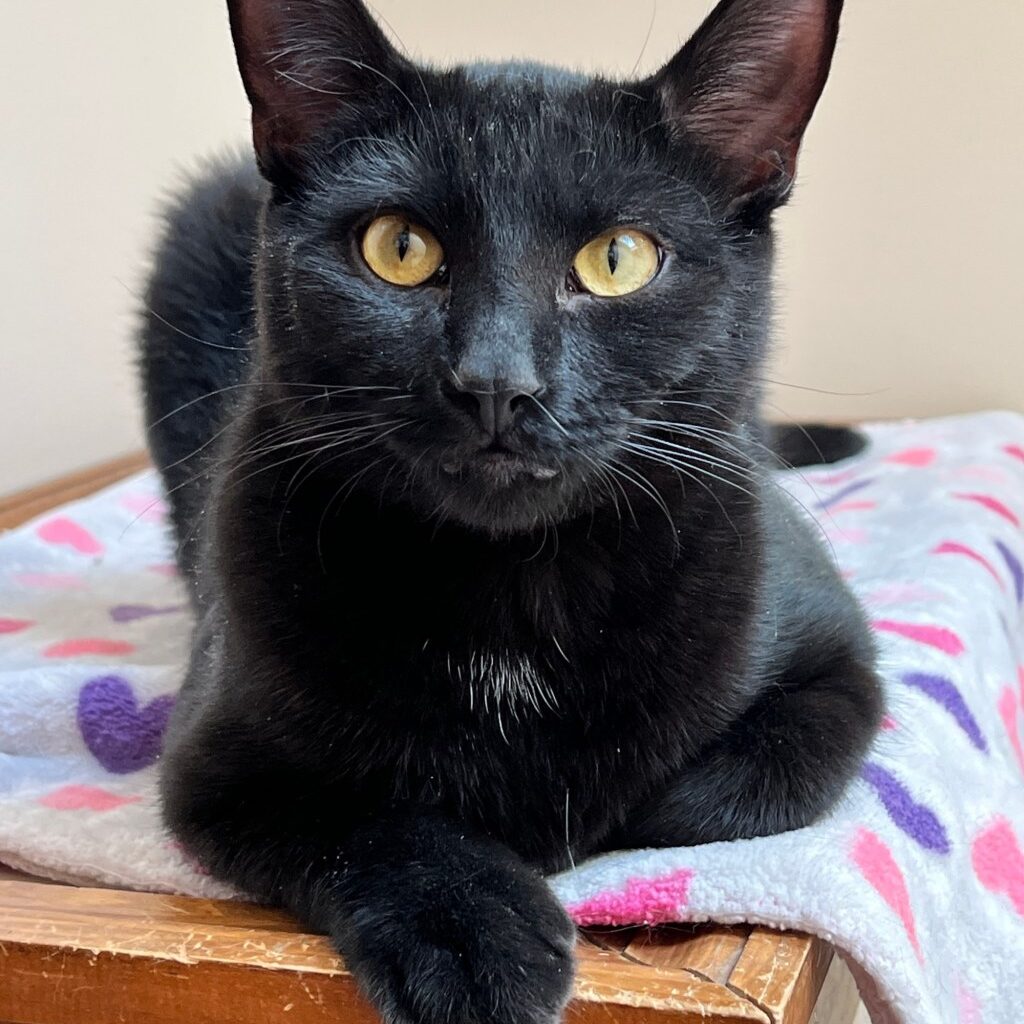 Spotlight on adoptable pets in the Lehigh Valley