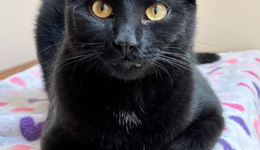 Spotlight on adoptable pets in the Lehigh Valley