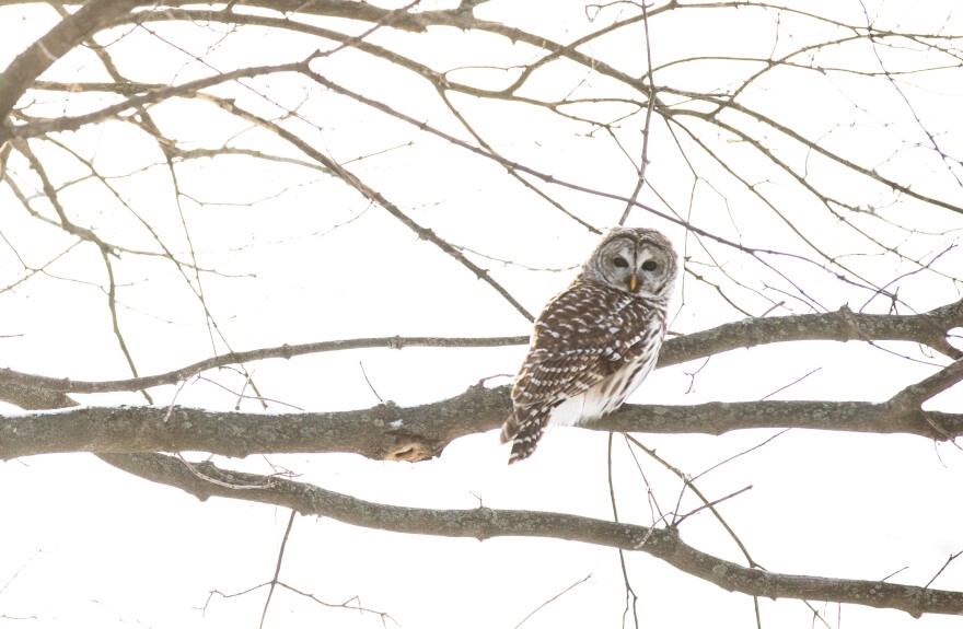An owl surveys the snowy landscape in South Abington Twp. on Monday, Jan. 26, 2026.