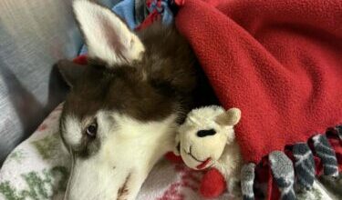 Erie animal cruelty case inspires new state bill | News, Sports, Jobs