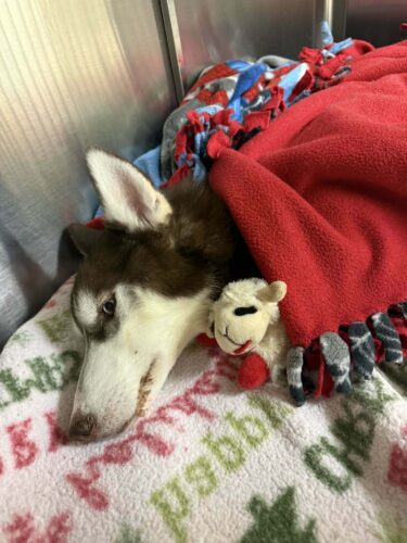 Erie animal cruelty case inspires new state bill | News, Sports, Jobs