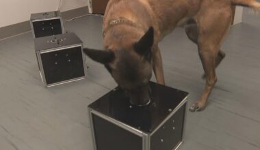 Philadelphia researchers train dogs to detect "silent killer" canine cancer