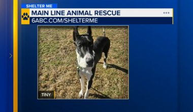 Shelter Me: Meet Tiny the Great Dane from Main Line Animal Rescue