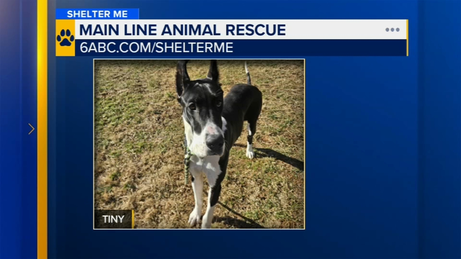 Shelter Me: Meet Tiny the Great Dane from Main Line Animal Rescue