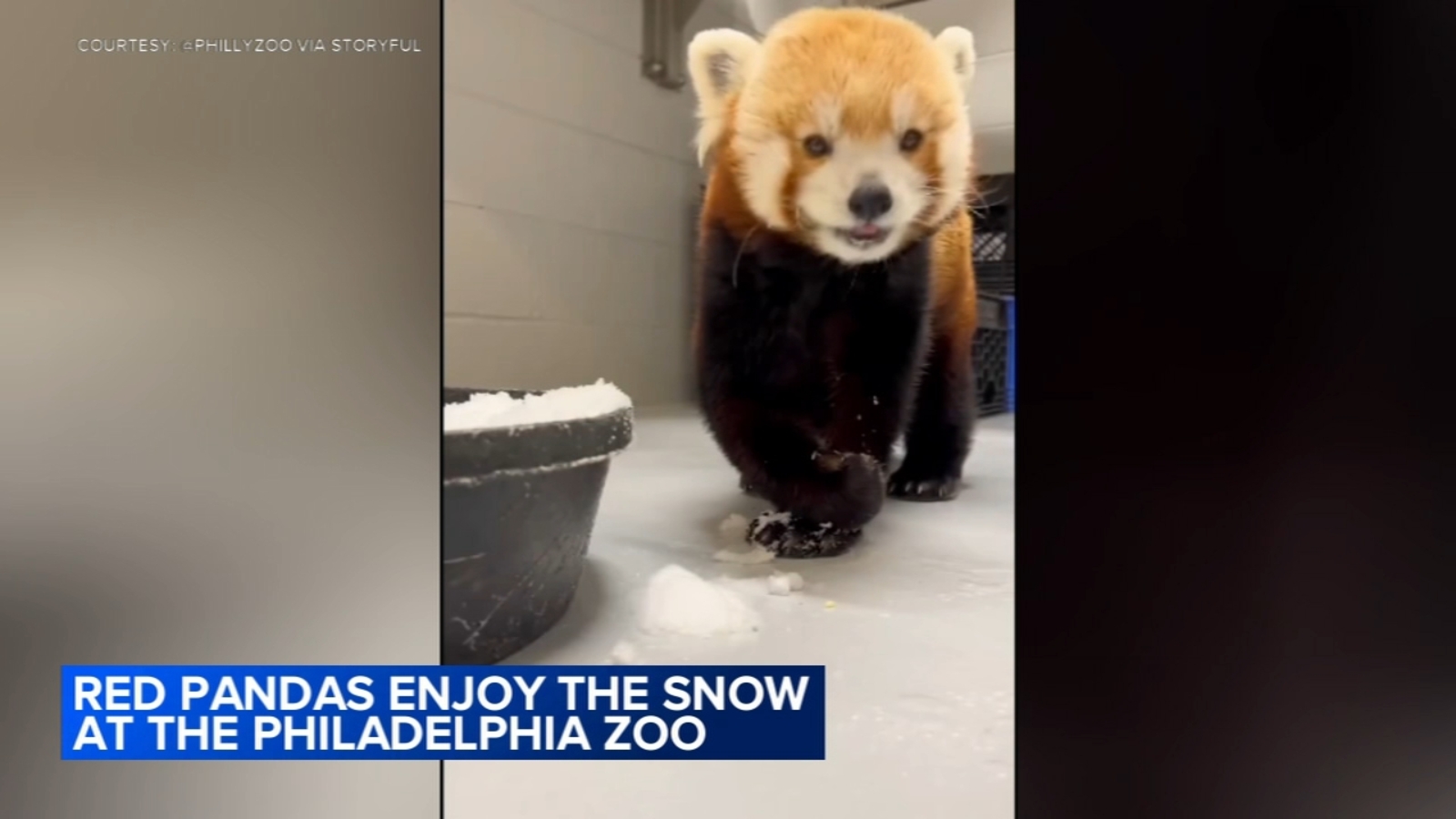 Adorable red panda digs treats out of snow at Philadelphia Zoo during weekend winter storm