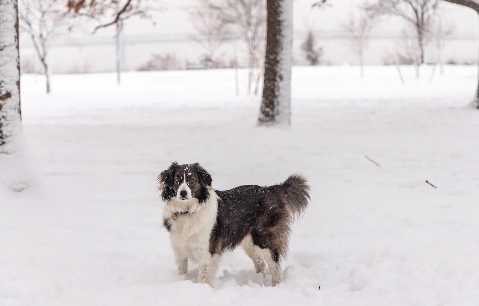 Philadelphia snow storm updates: Parker declares emergency; latest forecast