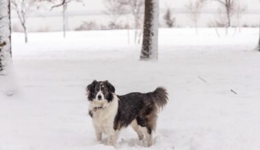 Philadelphia snow storm updates: Parker declares emergency; latest forecast