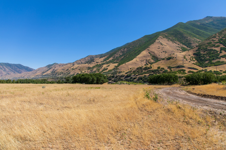 A vast landscape featuring golden grass and rolling hills under a clear blue sky. The hills are a mix of dry and green vegetation, with clusters of trees visible along the lower slopes. A dirt path weaves through the dry grass, leading towards the mountains in the background.