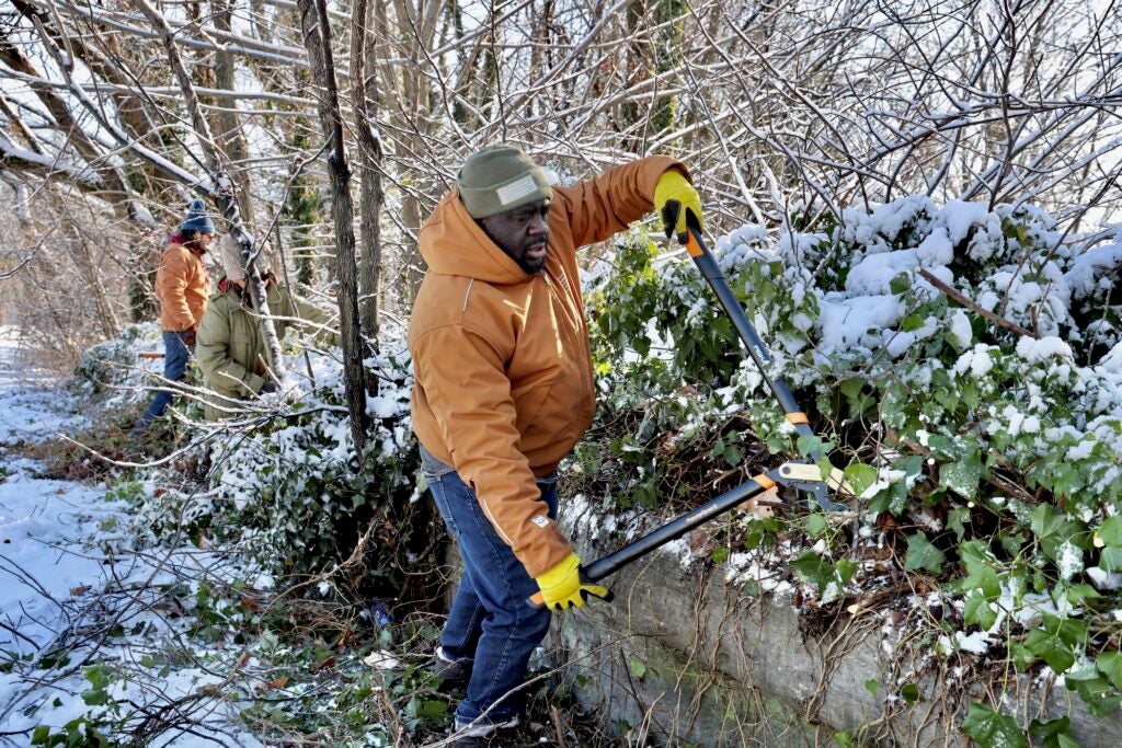 Torjia Karimu works with a group of volunteers removing invasive English ivy during a Martin Luther King Day event in West Fairmount Park.