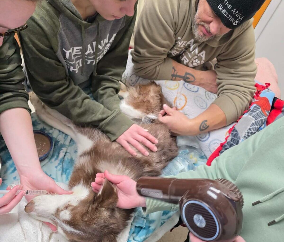 Pa. senator seeks state animal cruelty registry after Erie dog's death