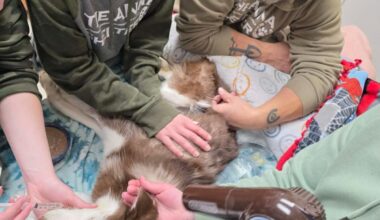 Pa. senator seeks state animal cruelty registry after Erie dog's death